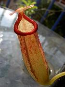 Nepenthes sibuyanensis x ( x trusmadiensis)